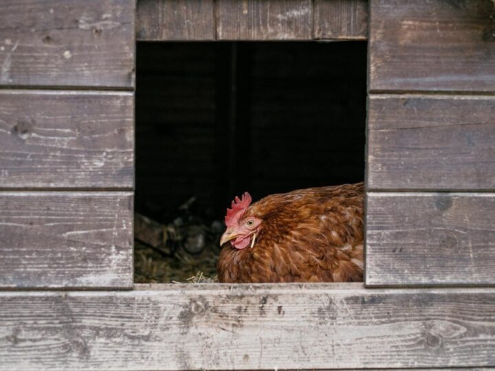 Jak urządzić kurnik – funkcjonalny i bezpieczny projekt