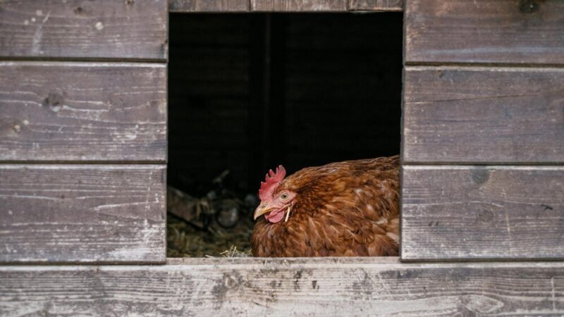 Jak urządzić kurnik – funkcjonalny i bezpieczny projekt