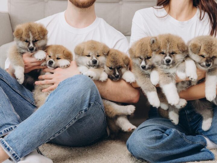 Jak założyć hodowlę psów – formalności i pierwsze kroki