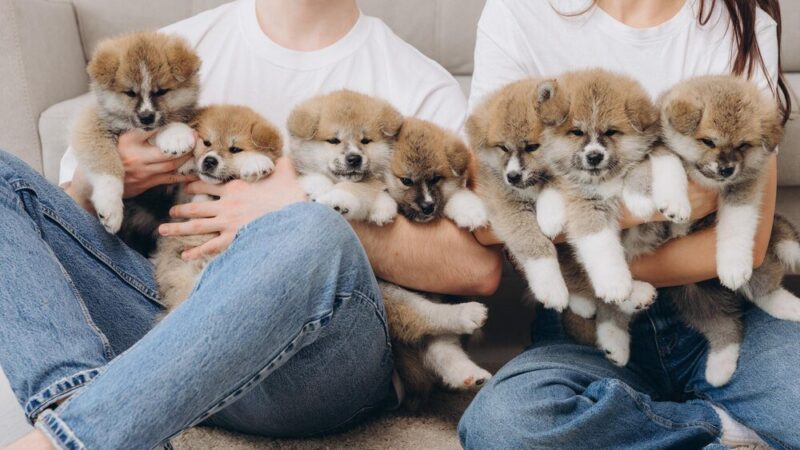 Jak założyć hodowlę psów – formalności i pierwsze kroki