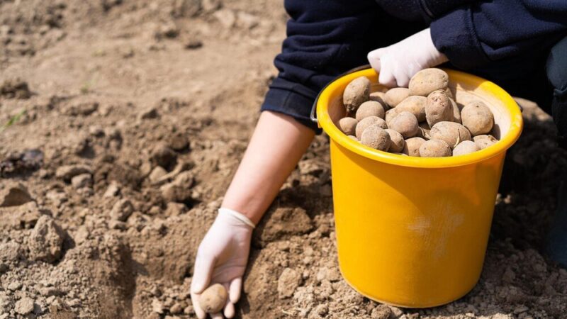 Jaki nawóz pod ziemniaki – czym nawozić przed sadzeniem?
