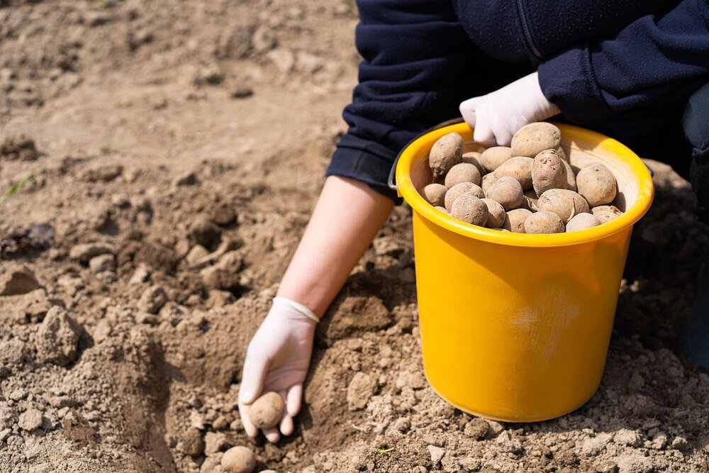 Jaki nawóz pod ziemniaki – czym nawozić przed sadzeniem?
