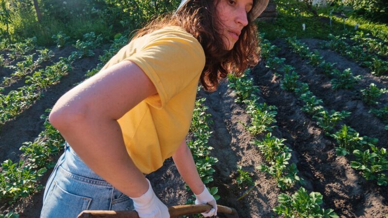 Jaki poplon na chwasty – najlepsze mieszanki i terminy siewu