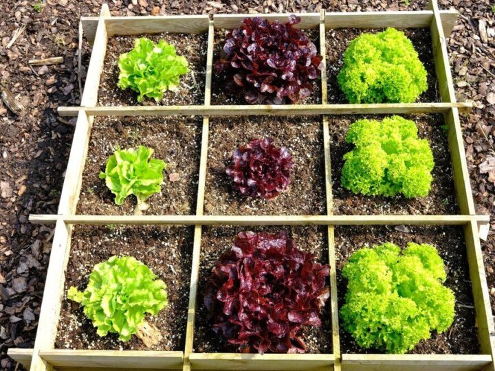 Jakie warzywa siać obok siebie – tabela i praktyczne wskazówki