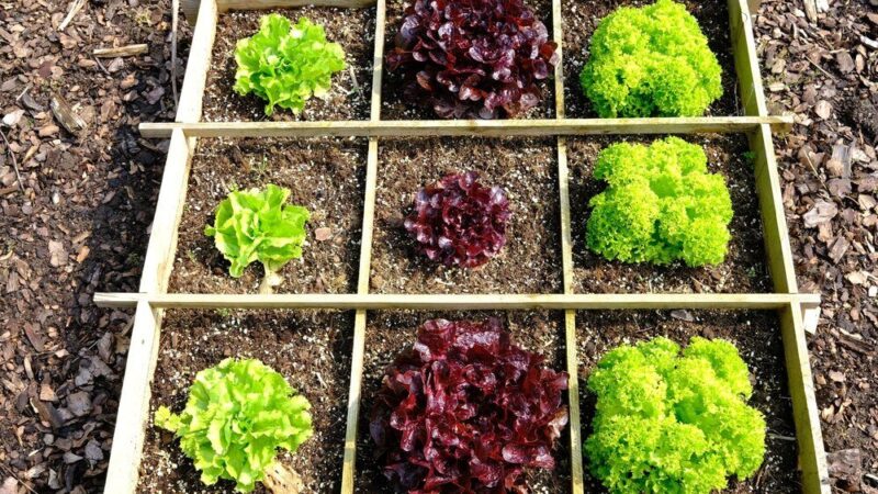 Jakie warzywa siać obok siebie – tabela i praktyczne wskazówki