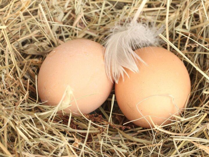 Kiedy kury zaczynają się nieść – pierwsze jaja w kurniku