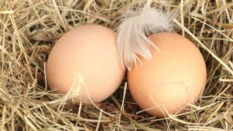 Kiedy kury zaczynają się nieść – pierwsze jaja w kurniku