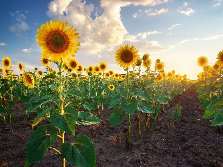 Kiedy kwitną słoneczniki – od siewu do pierwszych kwiatów