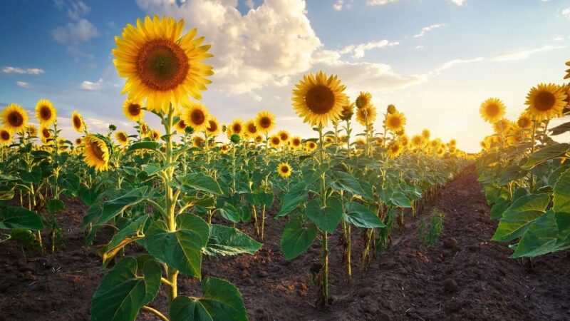 Kiedy kwitną słoneczniki – od siewu do pierwszych kwiatów