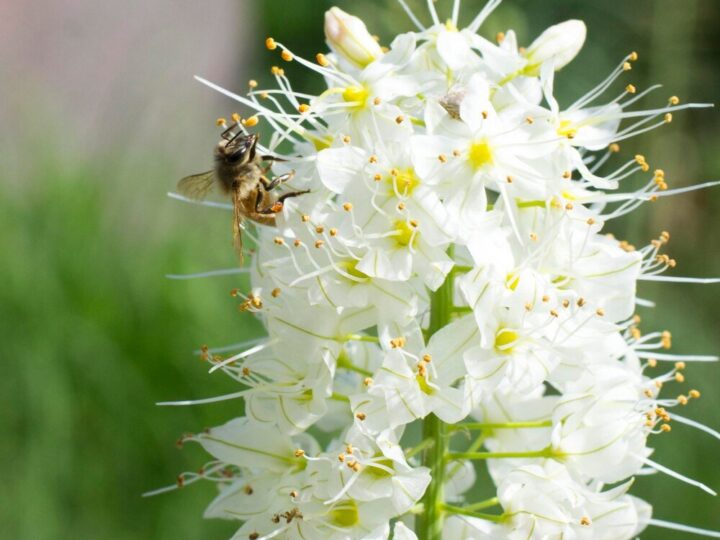 Kiedy kwitnie akacja – terminy kwitnienia i znaczenie dla pszczelarzy