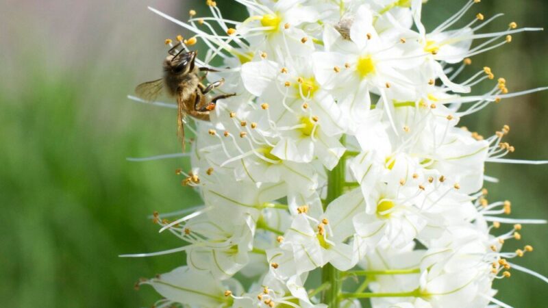 Kiedy kwitnie akacja – terminy kwitnienia i znaczenie dla pszczelarzy