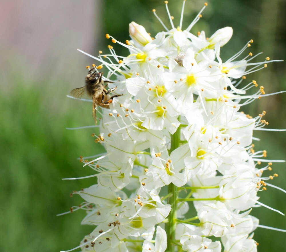 Kiedy kwitnie akacja – terminy kwitnienia i znaczenie dla pszczelarzy