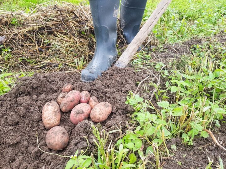 Kiedy sadzi się ziemniaki – terminy sadzenia w różnych regionach