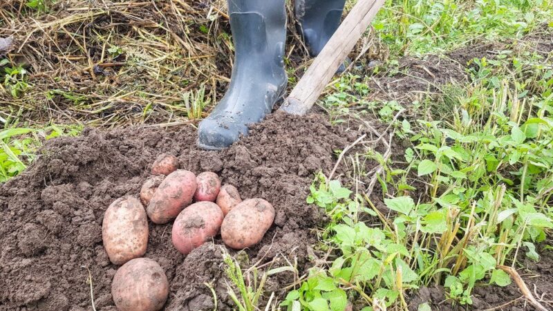 Kiedy sadzi się ziemniaki – terminy sadzenia w różnych regionach