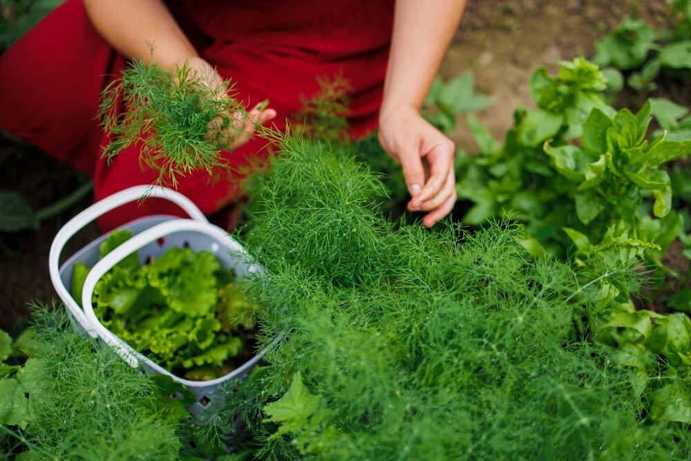 Kiedy siać koper – terminy i praktyczne wskazówki