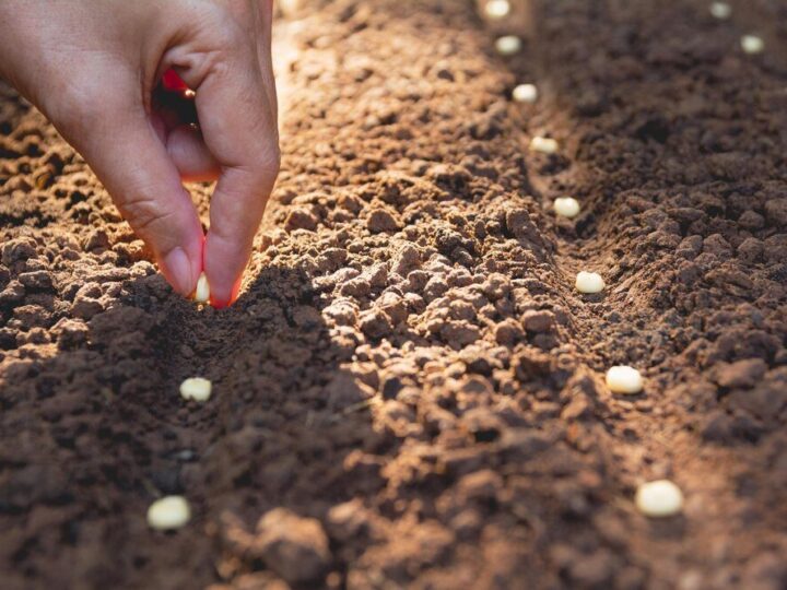 Kiedy siać łubin – wskazówki dla udanej uprawy