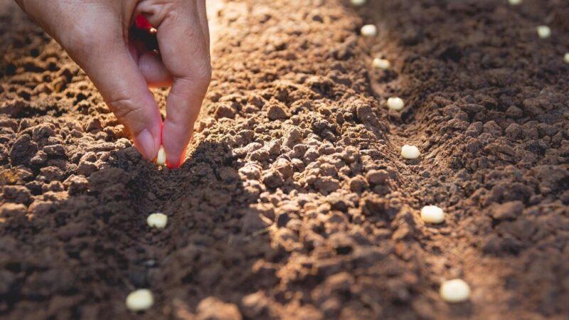Kiedy siać łubin – wskazówki dla udanej uprawy