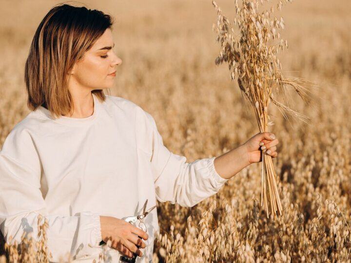 Kiedy siać owies – terminy i wymagania uprawy