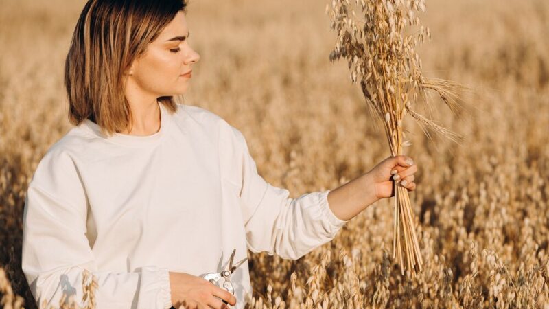 Kiedy siać owies – terminy i wymagania uprawy