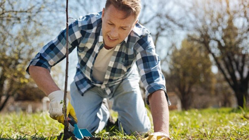 Kiedy siać trawę – najlepsze terminy w roku