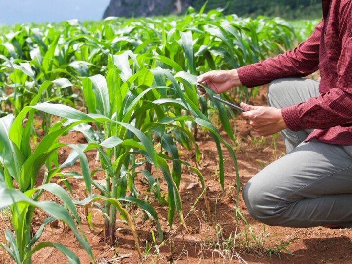 Kiedy sieje się kukurydzę – optymalne terminy i warunki siewu