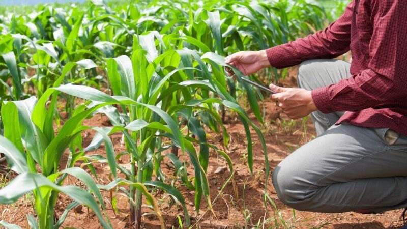 Kiedy sieje się kukurydzę – optymalne terminy i warunki siewu