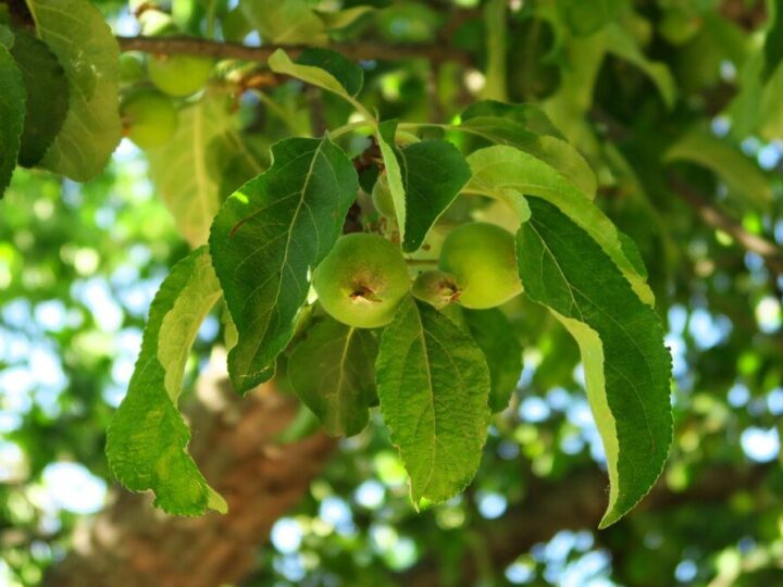 Korzyści z uprawy orzecha włoskiego w ogrodzie
