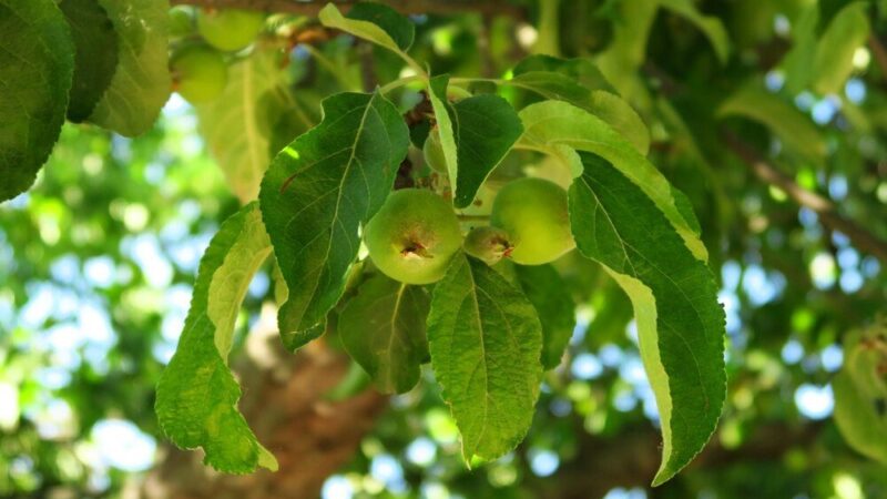 Korzyści z uprawy orzecha włoskiego w ogrodzie