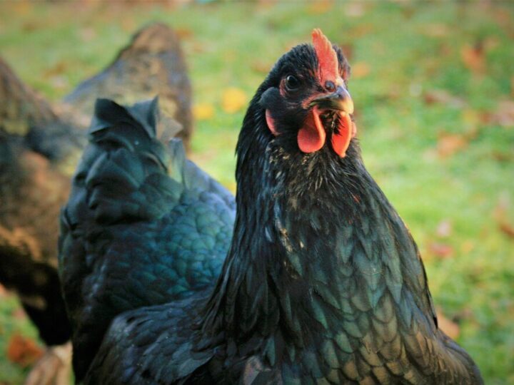 Kury dominant blue – opis rasy i najważniejsze cechy