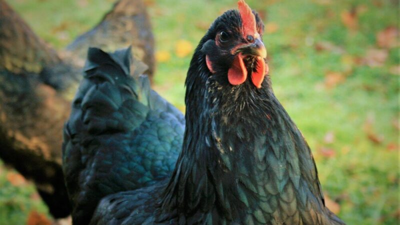 Kury dominant blue – opis rasy i najważniejsze cechy