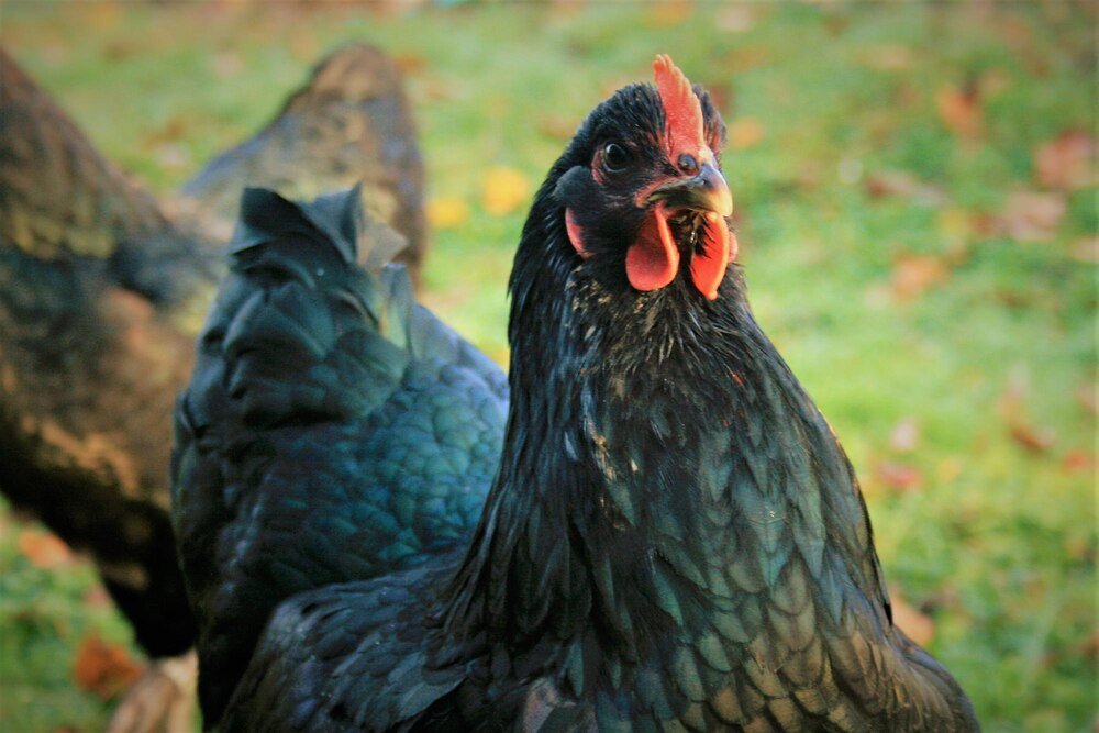 Kury dominant blue – opis rasy i najważniejsze cechy