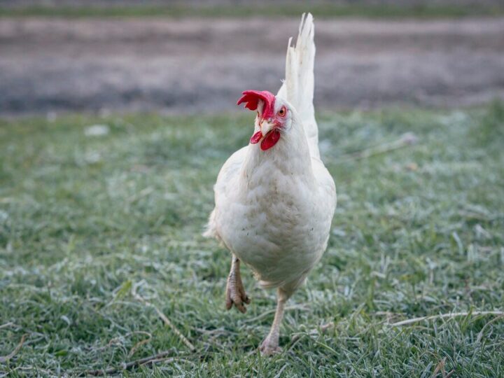 Kury leghorn – opinie hodowców i wady rasy