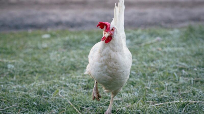 Kury leghorn – opinie hodowców i wady rasy