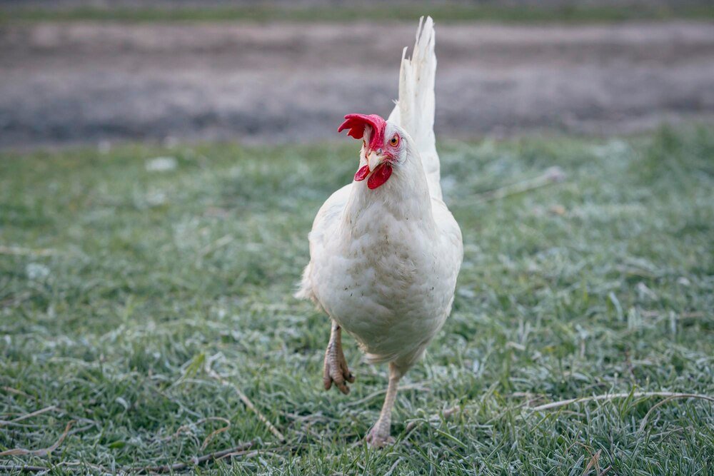 Kury leghorn – opinie hodowców i wady rasy