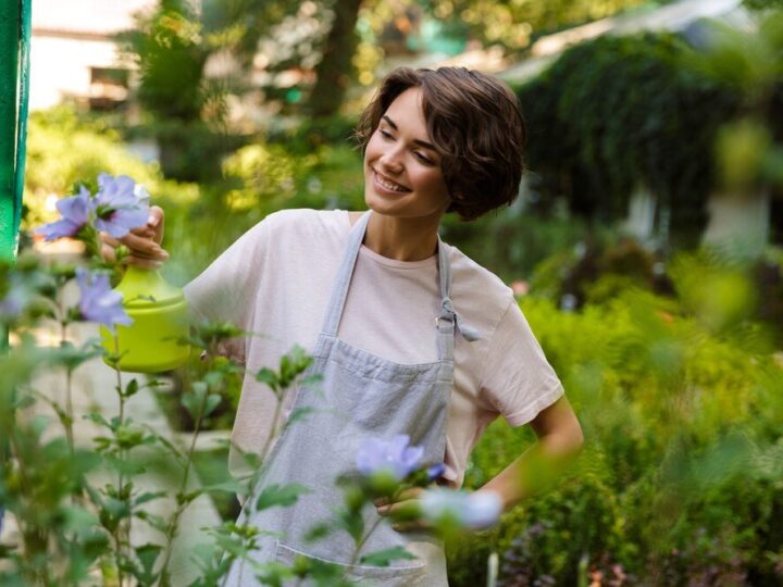 Laurowiśnia – kiedy sadzić i jak pielęgnować?