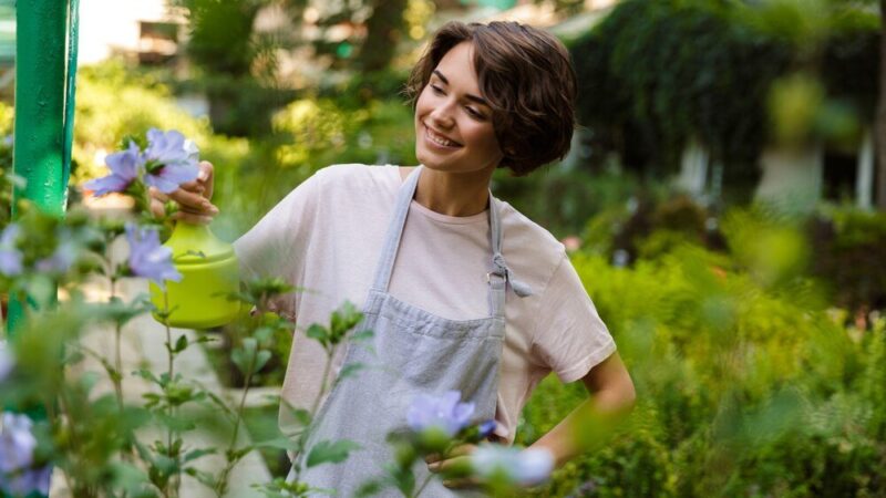 Laurowiśnia – kiedy sadzić i jak pielęgnować?