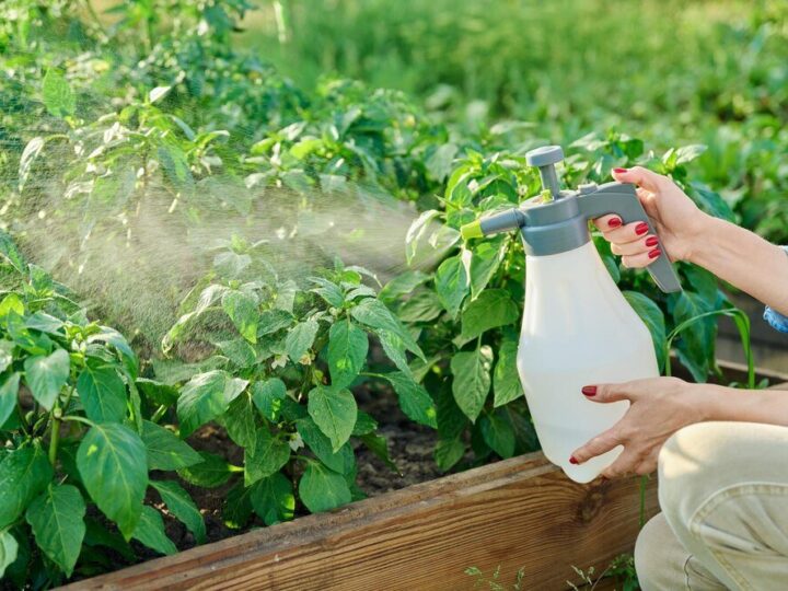 Mączniak prawdziwy – jak rozpoznać i zwalczać?