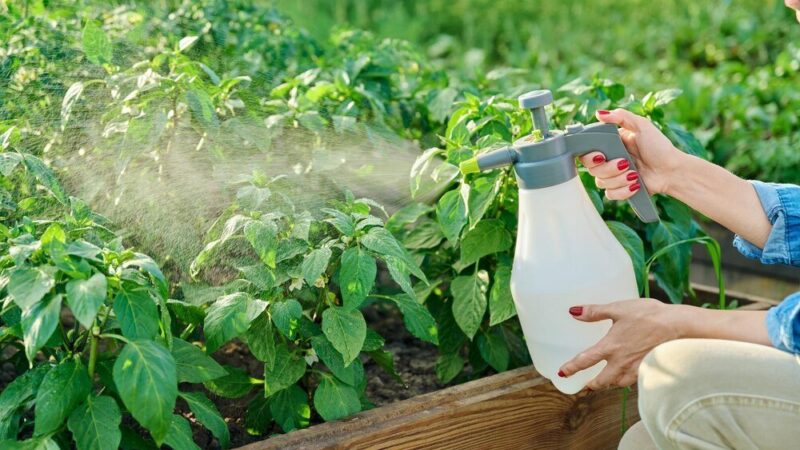 Mączniak prawdziwy – jak rozpoznać i zwalczać?