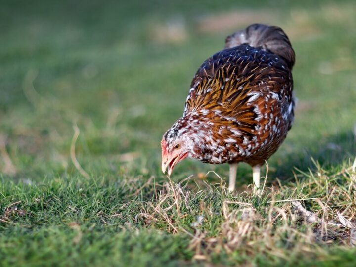 Mieszaniec koguta cietrzewia i samicy głuszca – ciekawostka dla hodowców