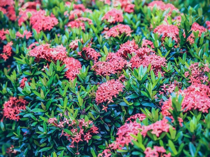 Najdłużej kwitnący krzew – propozycje do ogrodu