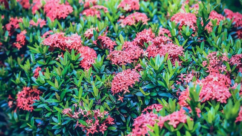 Najdłużej kwitnący krzew – propozycje do ogrodu