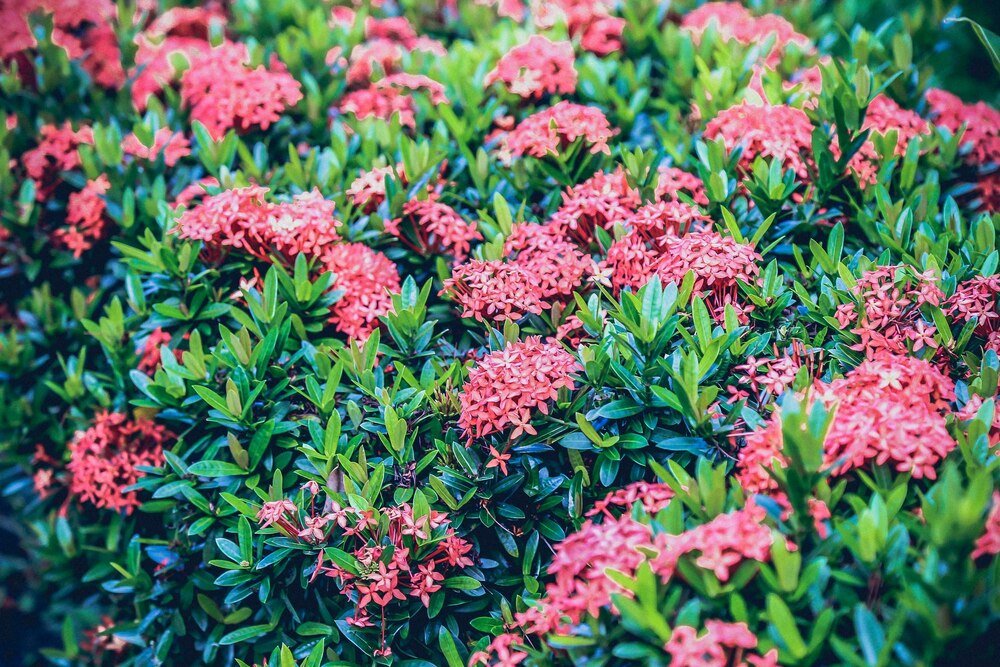 Najdłużej kwitnący krzew – propozycje do ogrodu