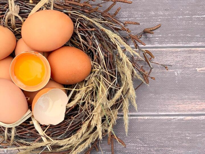 Od czego zależy kolor skorupki jajka – czynniki genetyczne i żywienie