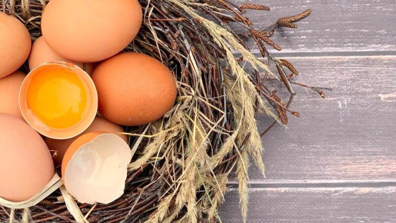 Od czego zależy kolor skorupki jajka – czynniki genetyczne i żywienie