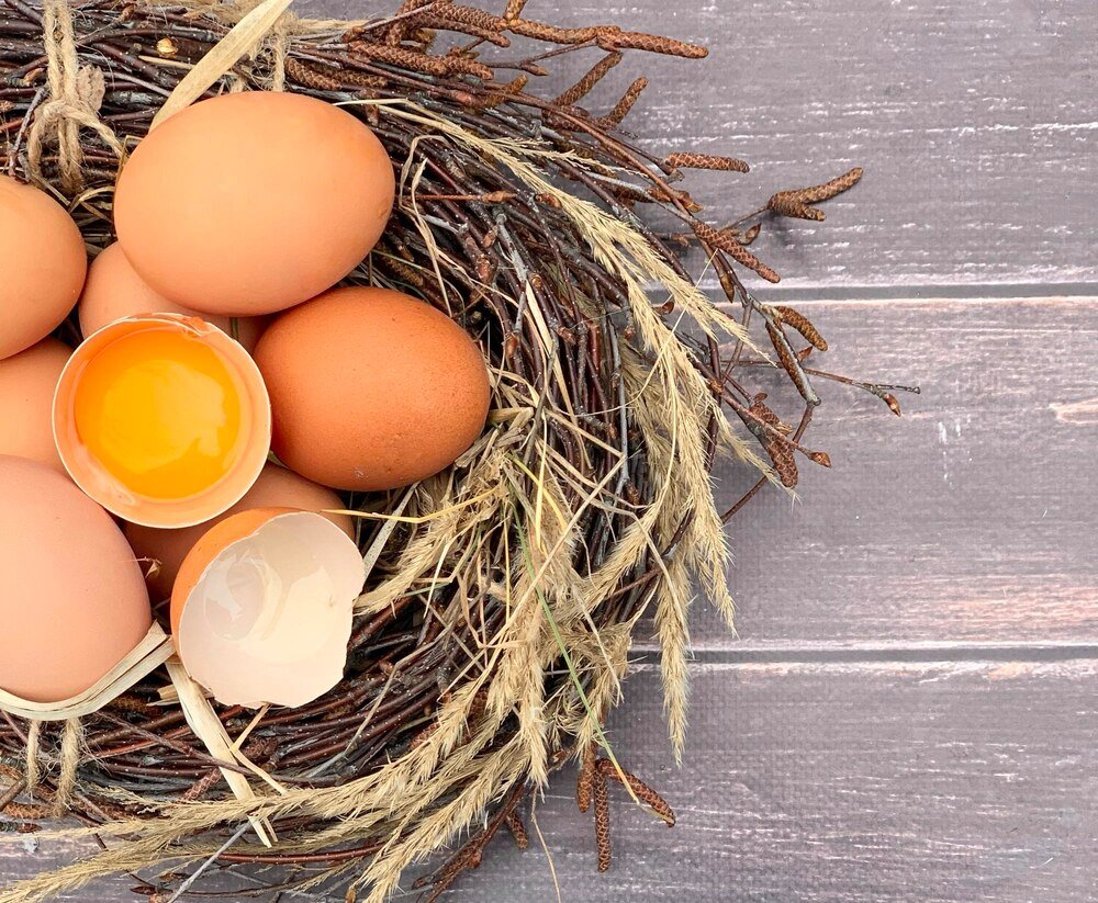 Od czego zależy kolor skorupki jajka – czynniki genetyczne i żywienie