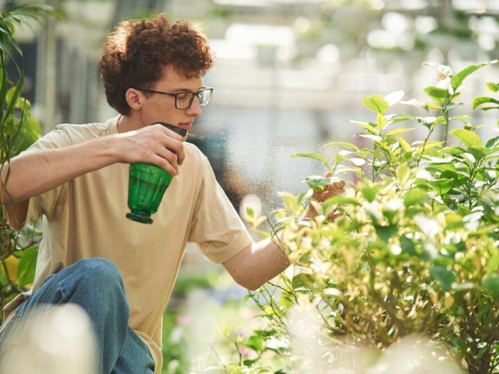 Oprysk z sody na mszyce – jak przygotować i bezpiecznie stosować