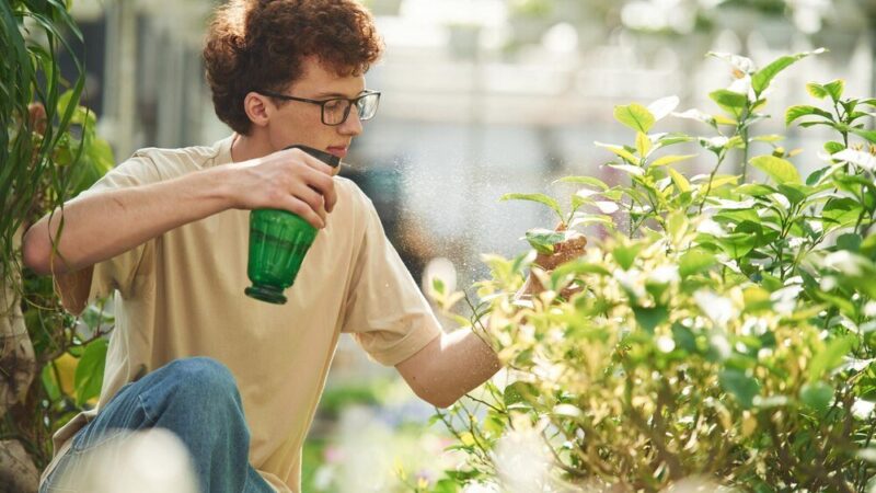 Oprysk z sody na mszyce – jak przygotować i bezpiecznie stosować