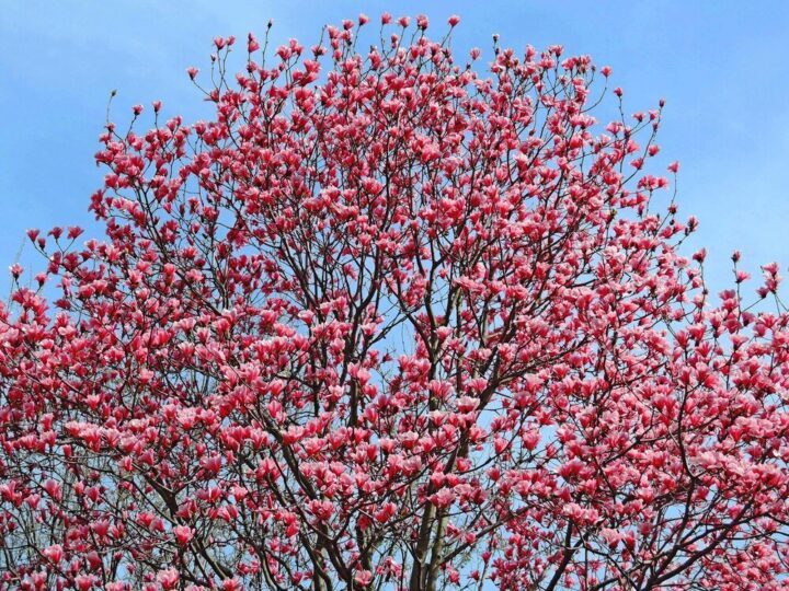 Po ilu latach kwitnie judaszowiec – tempo wzrostu i wymagania