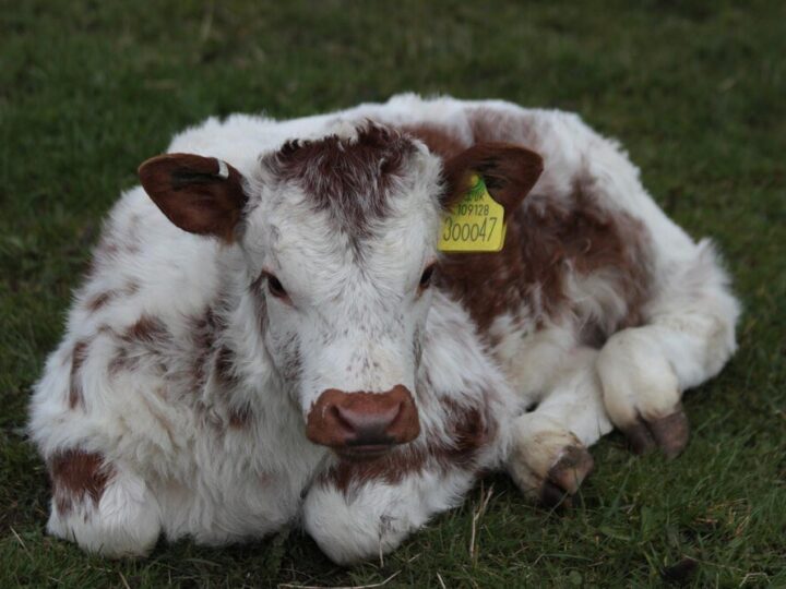 Porażenie nerwu kulszowego u krowy – przyczyny, objawy, leczenie