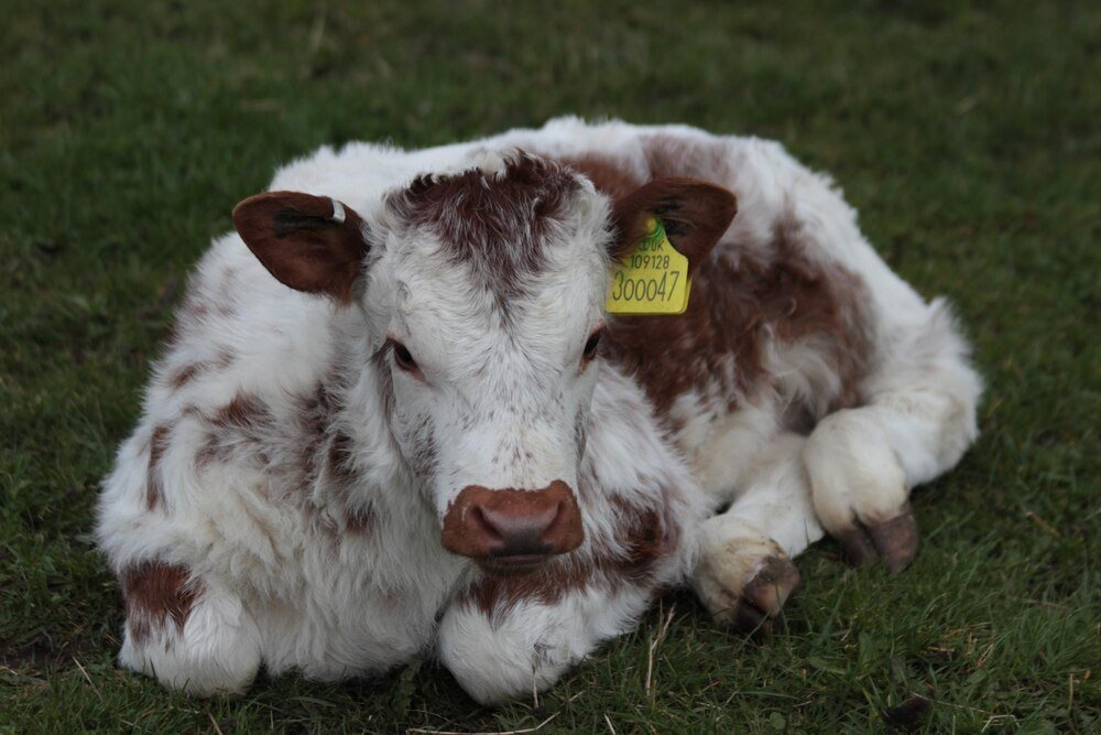 Porażenie nerwu kulszowego u krowy – przyczyny, objawy, leczenie